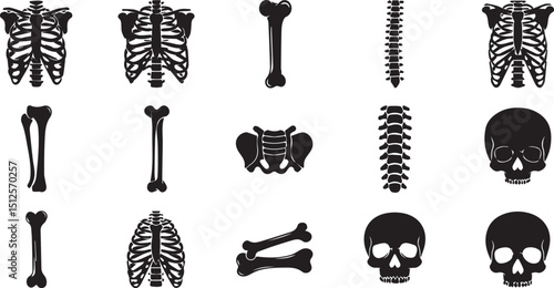 Spine and Bone Anatomy Icons