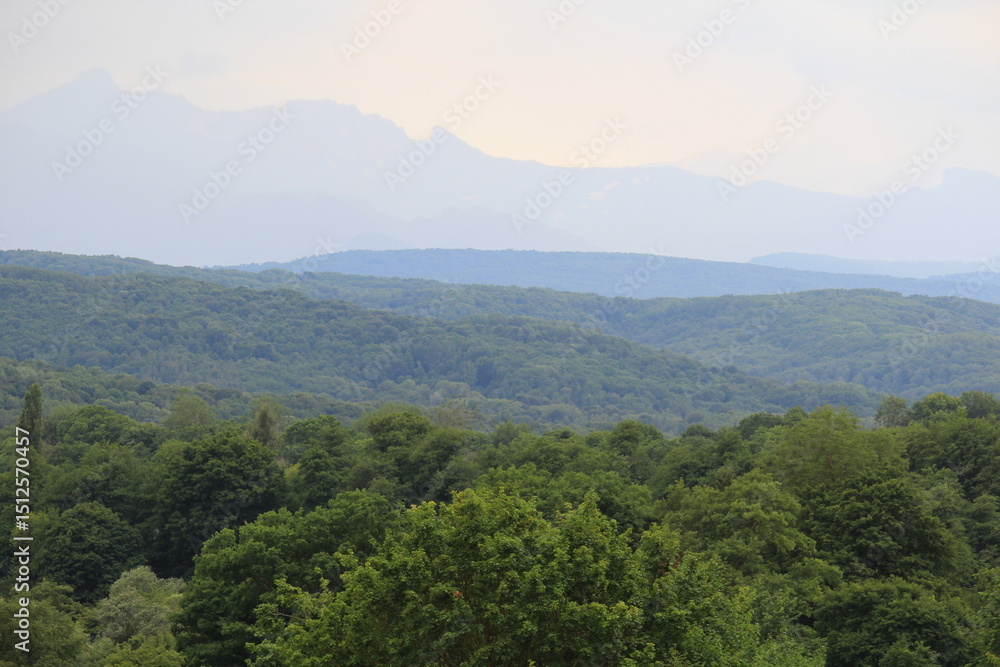 green forests against the backdrop of the Caucasus Mountains in the fog green forests against the backdrop of the Caucasus Mountains in the fog