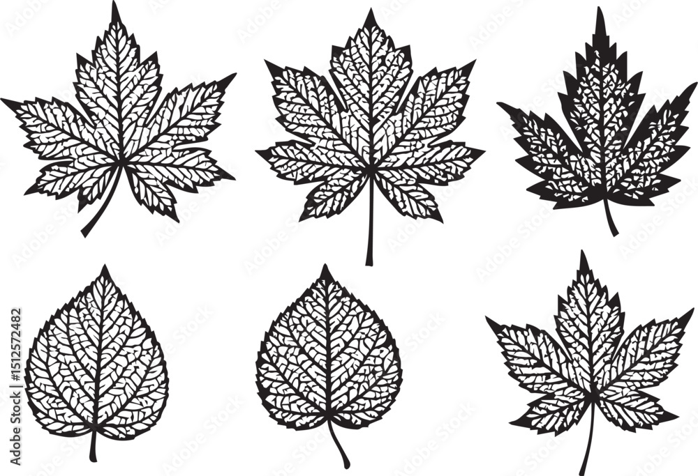 Obraz premium Assorted Maple Leaves Vector
