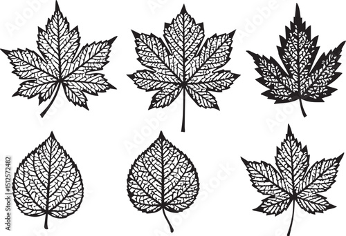 Assorted Maple Leaves Vector