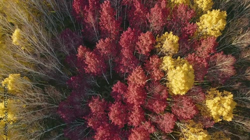 Aerial drone perspective capturing expansive woodland landscape, revealing autumn forest canopy glowing with golden, crimson, and amber leaf colors