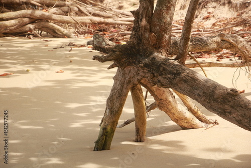 Arte Natural