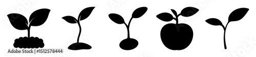 Silhouettes of plant sprouts showing different stages of growth of seedling