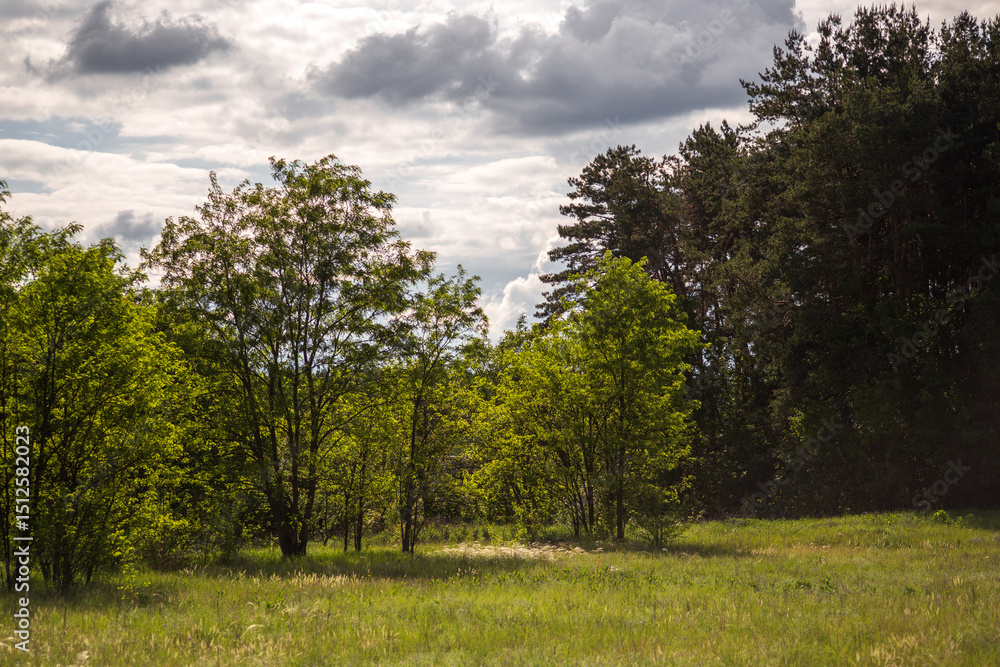 Obraz premium tree in the field