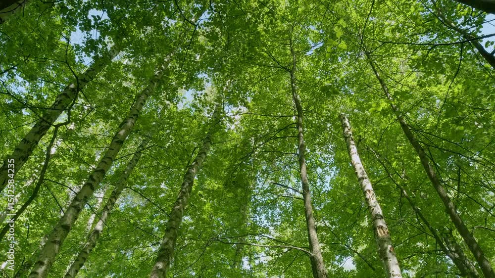 Lush Green Canopy A Beautiful and Captivating View from Below in the Dense and Vibrant Forest Lush Green Canopy A Beautiful and Captivating View from Below in the Dense and Vibrant Forest