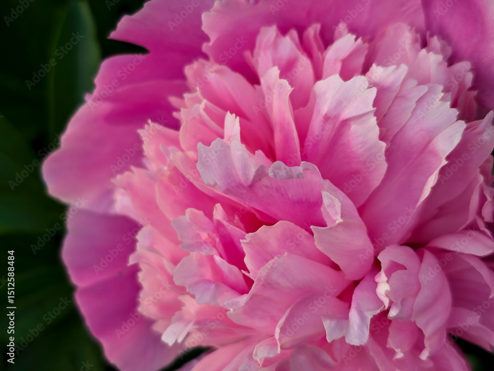 Magnificent Pink Peony Blossom with Soft Petals Magnificent Pink Peony Blossom with Soft Petals