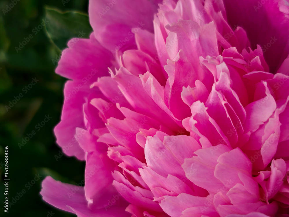 Vivid Pink Peony Blossom with Rich Petals Vivid Pink Peony Blossom with Rich Petals
