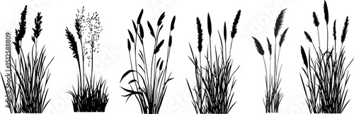 Silhouette of cattails and reeds. Wild grass on the river bank. Swamp coastal plants.