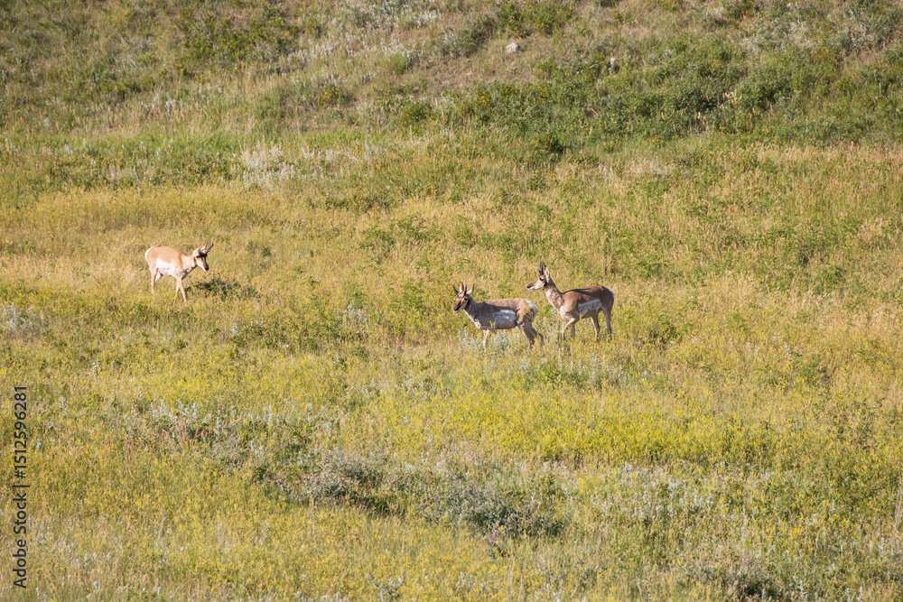 Pronghorn in a meadow Pronghorn in a meadow