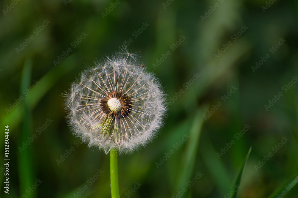 Fototapeta premium dandelion on green background