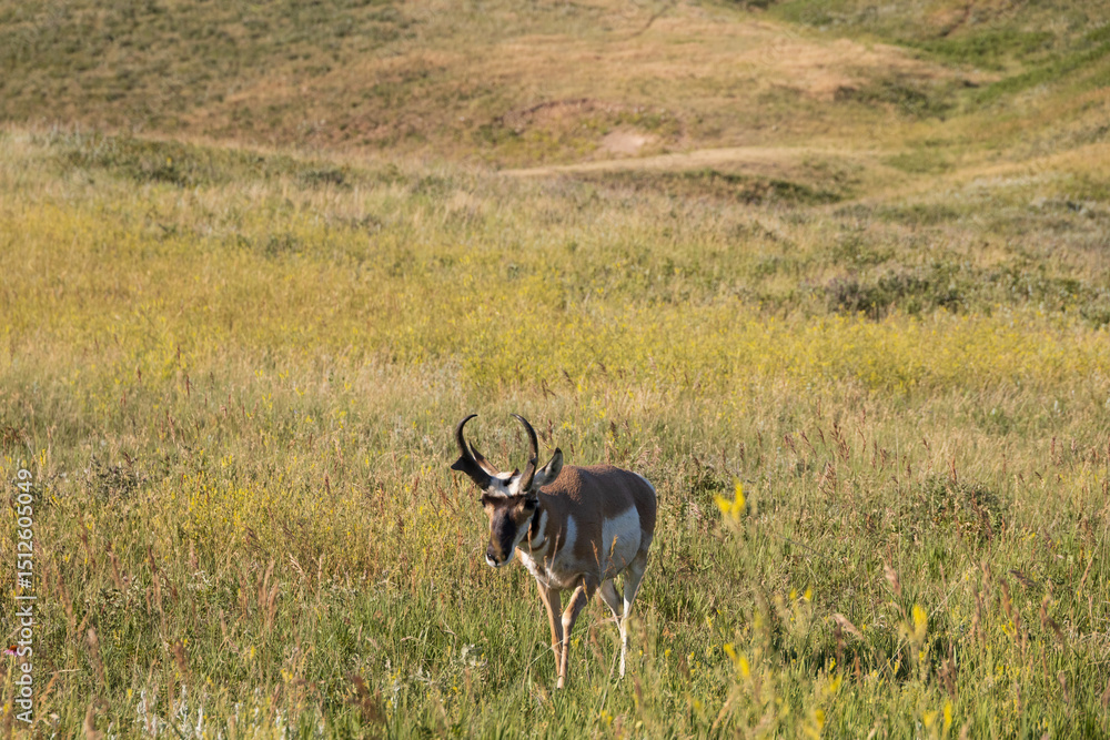 Naklejka premium Pronghorn in a meadow