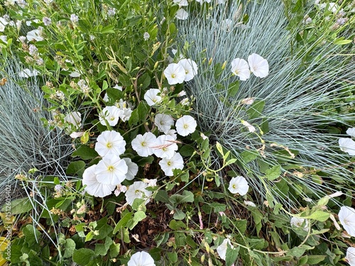 Convolvulus arvensis white flowers. Close-up. Field bindweed, include lesser, European bindweed, withy wind, perennial morning glory, small-flowered morning glory, creeping jenny, and possession vine.