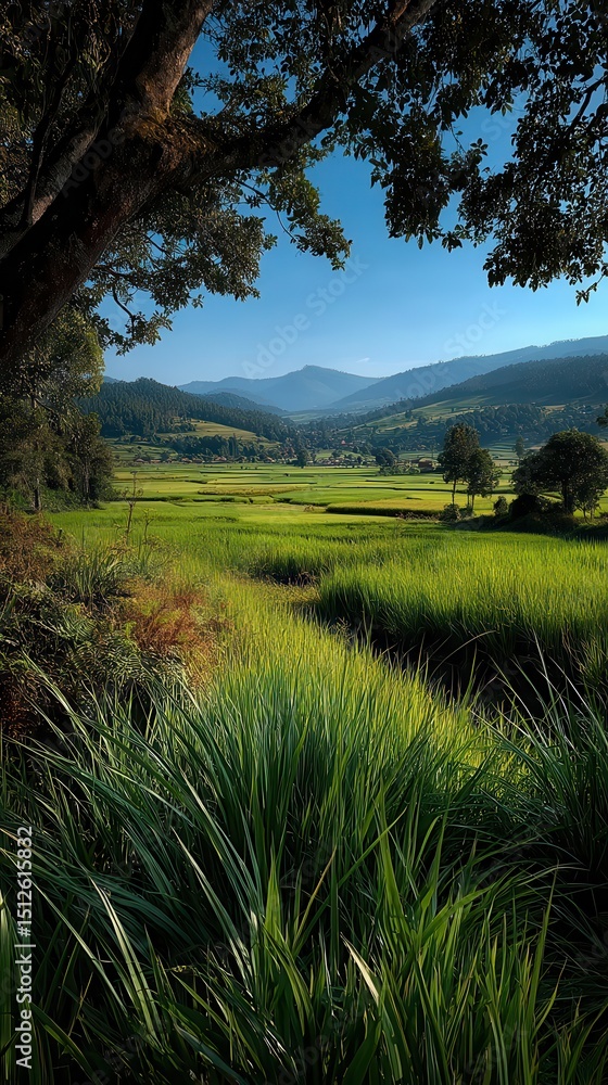 Obraz premium Serene rural landscape with vibrant green rice paddies stretching across valley floor beneath majestic mountain range, framed by ancient shade tree with clear blue sky overhead, perfect nature