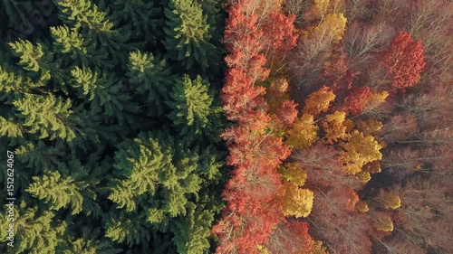 Aerial view capturing dense evergreen woodland meeting golden-leafed forest during seasonal landscape color transformation