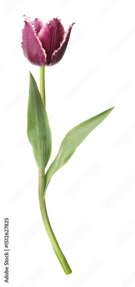One beautiful color tulip isolated on white One beautiful color tulip isolated on white
