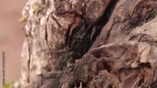 Formigas, árvores, natureza, troncos