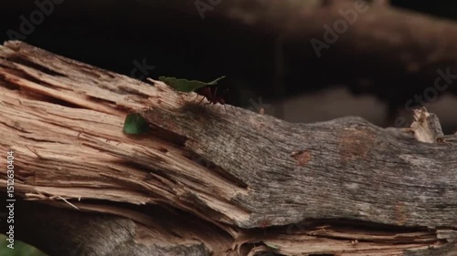 Formigas, árvores, natureza, troncos