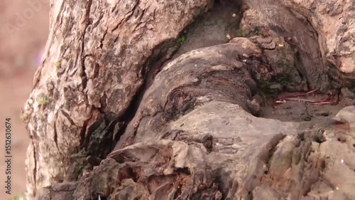 Formigas, árvores, natureza, troncos