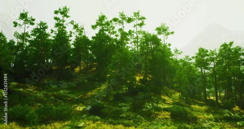 Wallpaper Mural Dense trees cover a gentle slope with vibrant green foliage. Sunlight breaks through the branches, creating a soft, serene atmosphere under the expansive sky. Torontodigital.ca