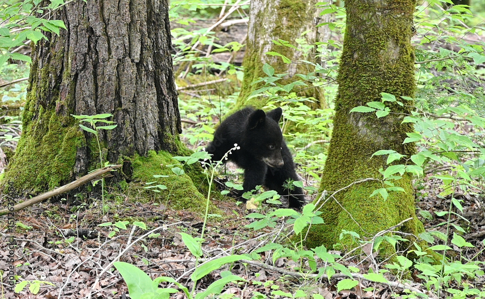 Black Bear Cub Black Bear Cub