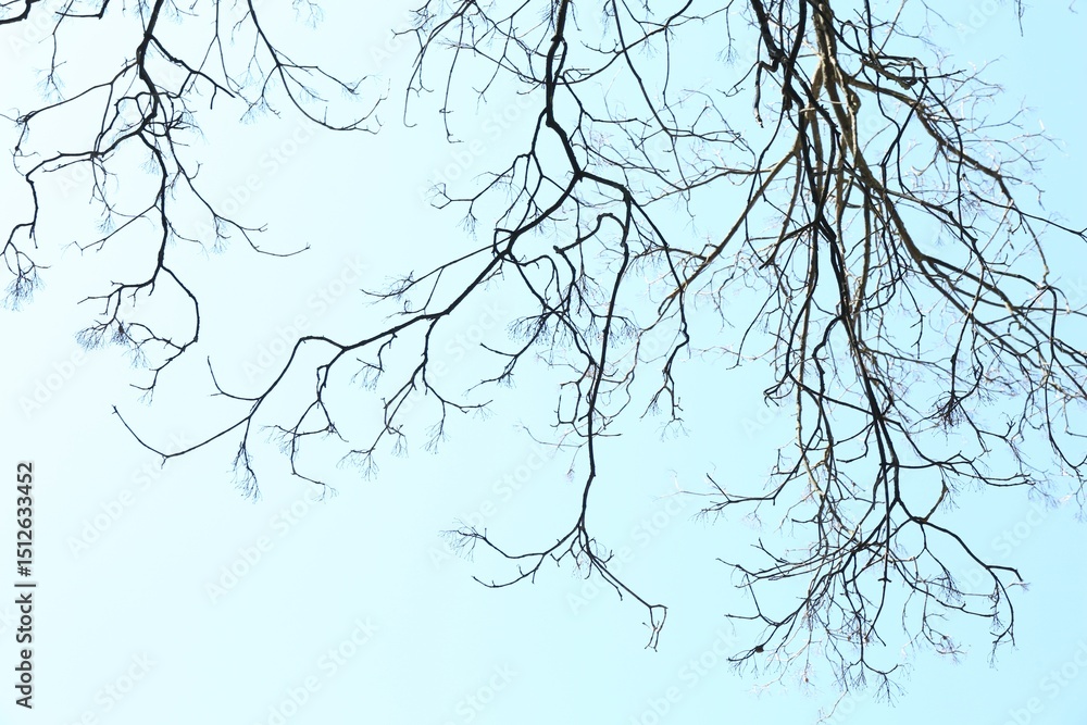 Obraz premium Tree with bare branches under blue sky, bottom view