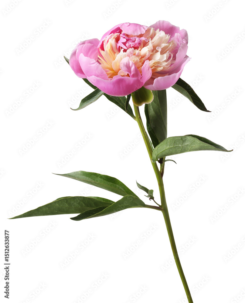 Fototapeta premium Beautiful pink peony flower isolated on white