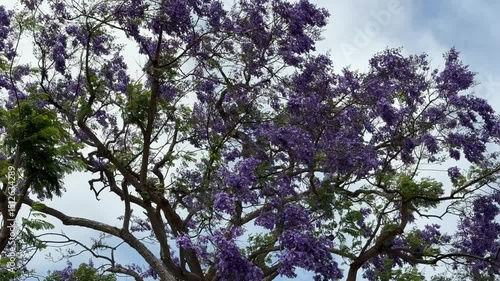 Wallpaper Mural Beautiful Jacaranda tree flowers in bloom blowing in the wind Torontodigital.ca