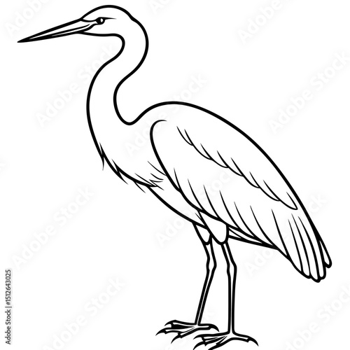 Intermediate Egret Vector on White Background