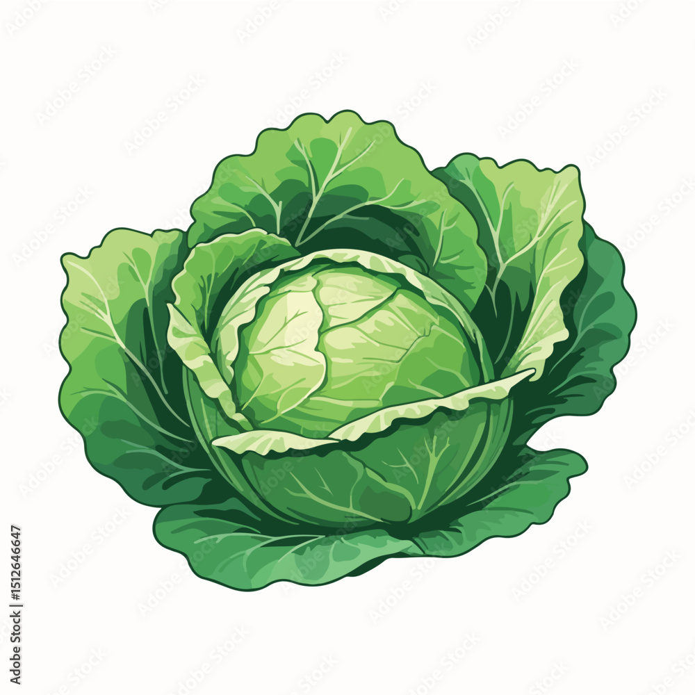 Flat Green Cabbage Head Vector Flat Green Cabbage Head Vector