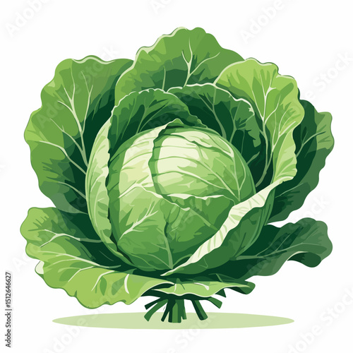 Cabbage Icon