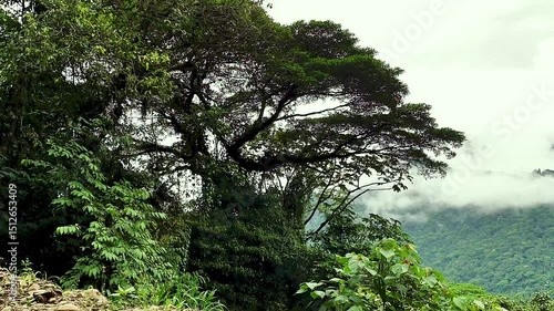 Costa Rica A big knarly tree in the Braudio Carrilo National Park rain forest