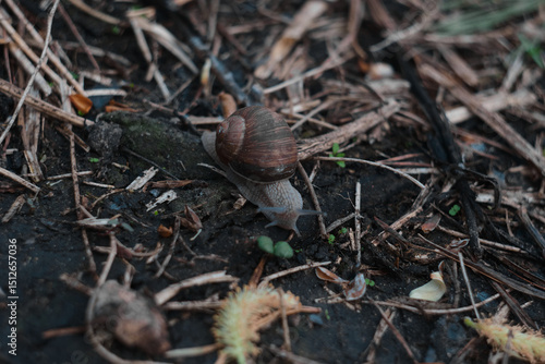 A close-up photo of a large grape snail crawling on the ground among green grass