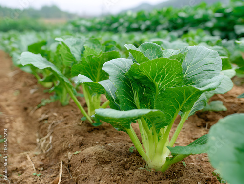 Wallpaper Mural Lush green agricultural field with young healthy plants, showcasing natural farming and sustainable agriculture Torontodigital.ca