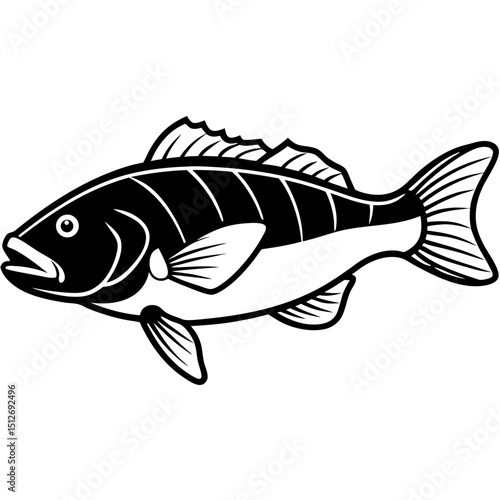 Goliath Grouper Vector on White