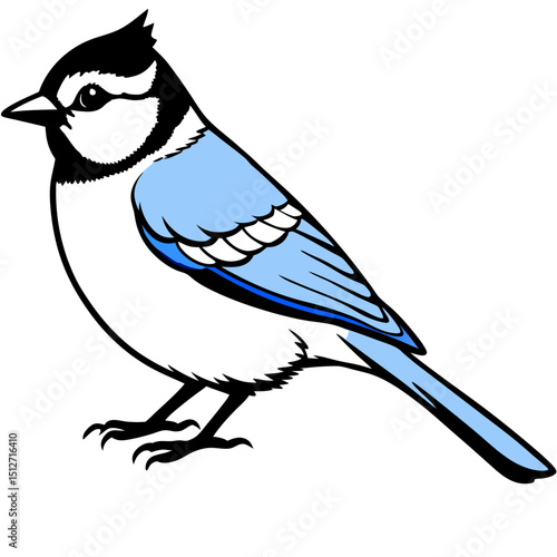 Blue Tit Vector on White Background