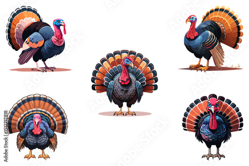 Wild turkey (Meleagris gallopavo)