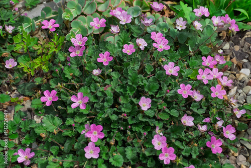  Reiherschnabel (Erodium)