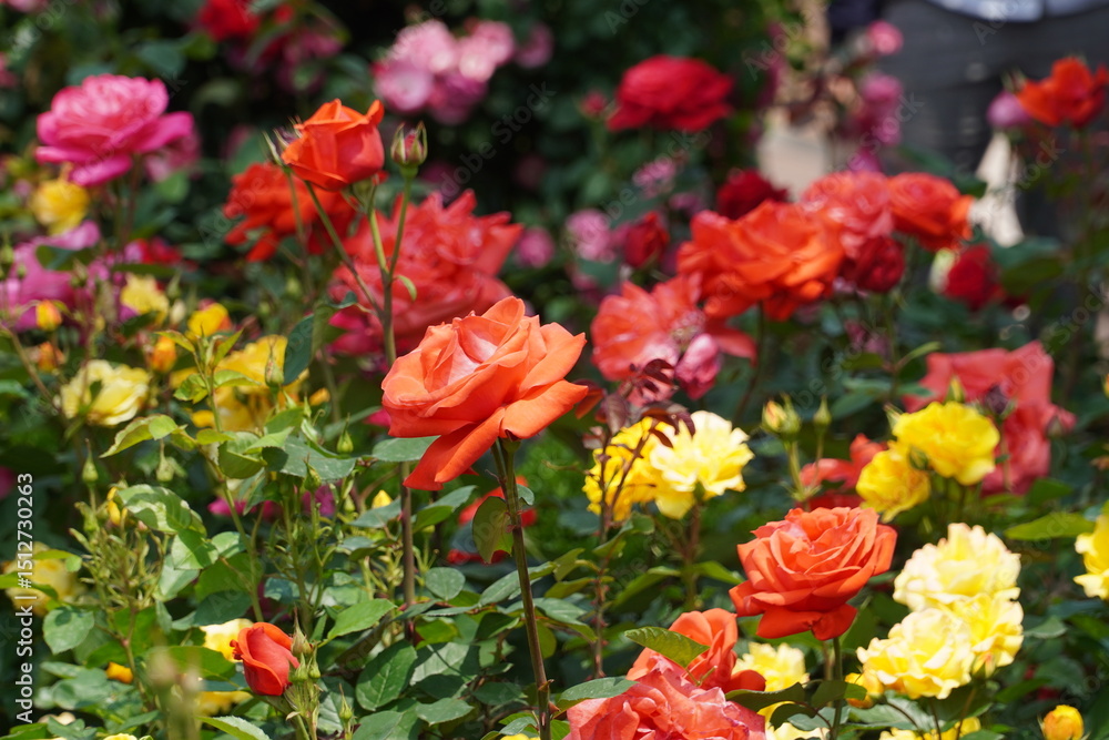 Fototapeta premium picture of red roses