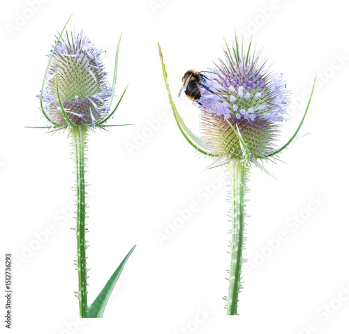 Teasel, Dipsacus sativus, two inflorescences isolated on a transparent background, png, also a bumblebee seeking nectar