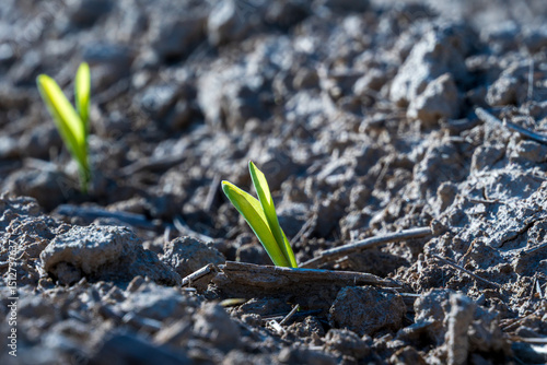 Tableau sur toile Young corn plants are breaking through the dry earth, showcasing their vibrant green leaves