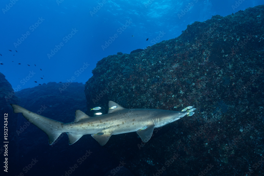 Fototapeta premium 小笠原諸島 シロワニ