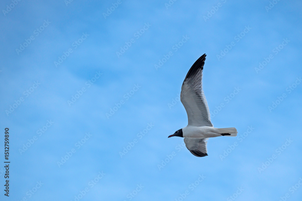 Obraz premium Laughing Gull soaring in blue sky with high clouds, copy space.
