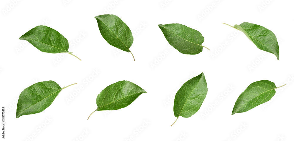 Apple leaf isolated on white background. Green leaves collection, set. Apple leaf isolated on white background. Green leaves collection, set.
