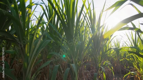 Lush sugarcane field at sunrise capturing sunlight and greenery movement in nature