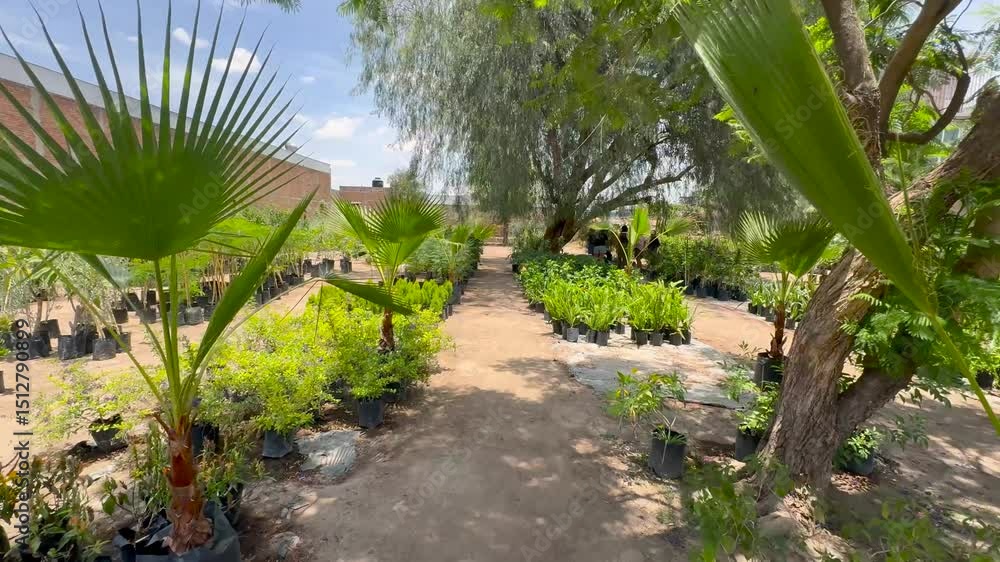 Video in a nursery, walking among the plants, making travelling as camera movement. Video in a nursery, walking among the plants, making travelling as camera movement.