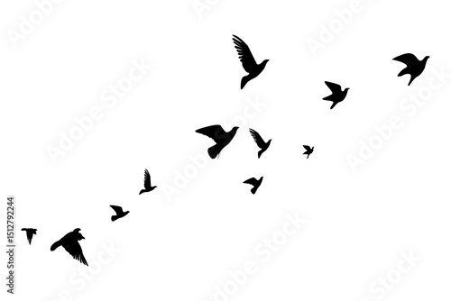 flock of birds flying