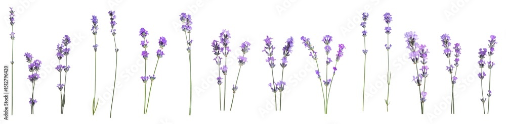 Naklejka premium Beautiful lavender flowers on white background, set
