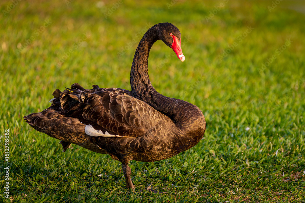 Fototapeta premium a beautiful black swan captured in garden, Cygnus atratus.