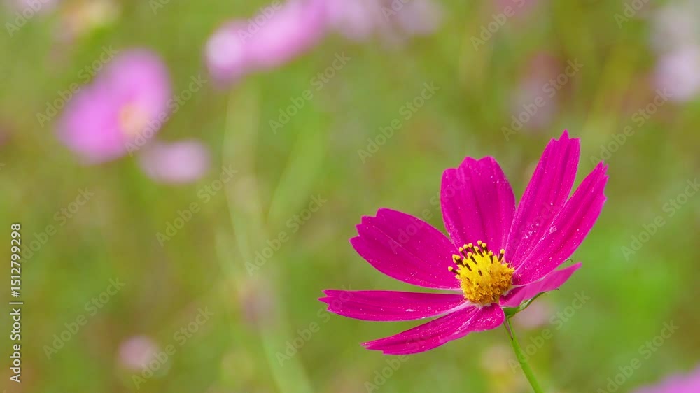 Close-up of a vivid pink cosmos flower gently swaying in the breeze. SLOW MOTION. Close-up of a vivid pink cosmos flower gently swaying in the breeze. SLOW MOTION.