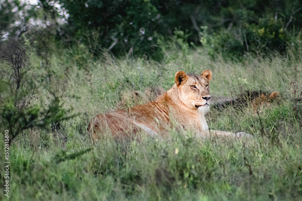 Fototapeta premium Lioness in the Wild